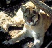 cougar photo