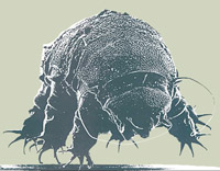tardigrade photo