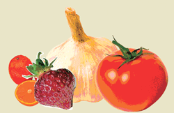 vegetable illustration