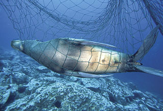Photo: Seal caught in a net