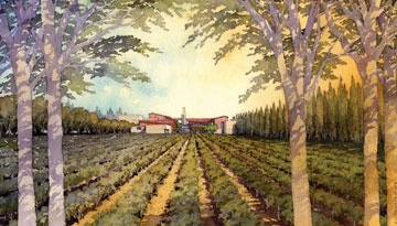 Drawing: Mondavi Institute vineyard