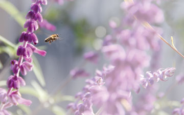Photo: Bee flying among flowers