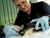 Photo: Oiled wildlife expert Michael Ziccardi examines a rescued Kem's ridley turtle