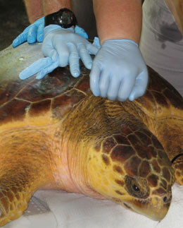 Photo: turtle with gloved hands of caretakers