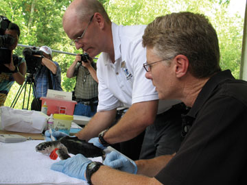 Photo: turtle with gloved hands of caretakers