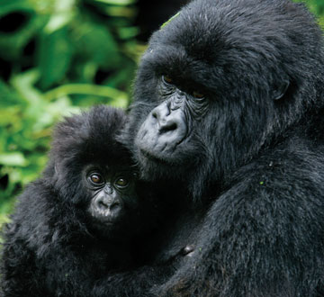 Photo: baby and mother gorilla in embrace