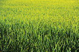 Photo: rice field