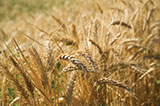 Photo: rice field