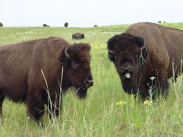 bison photo
