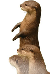 Photo: three otters