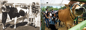 Students milking cows, then and now