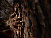 photo: Furry hand with claws reaching around trunk of tree