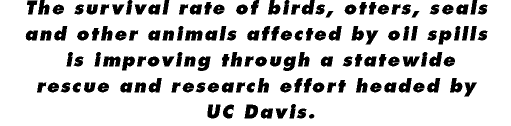 The survival rate of birds, otters, seals and otters, seals and other animals affected by oil spills is improving through a statewide rescue and research effort headed by UC Davis.