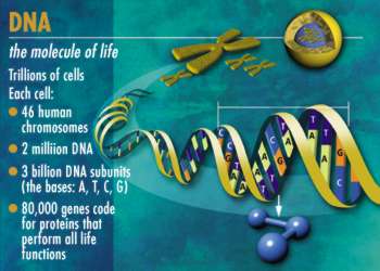 DNA - the molecule of life (diagram)