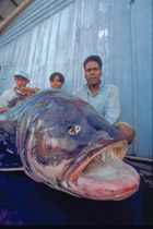 giant carp photo