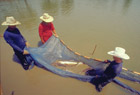 netting fish photo