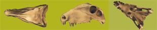Dimetrodon skull images