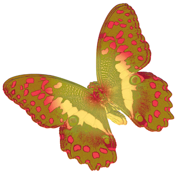 butterfly illustration