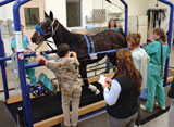 Photo: Horse treadmill