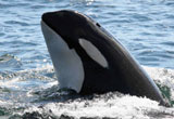 Photo: killer whale with head above water