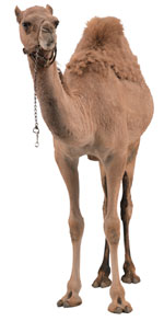 camel photo