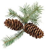 pine bough