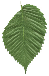 elm leaf