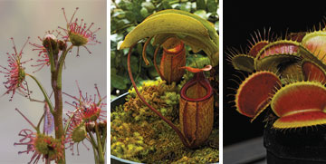 photos: three types of carnivorous plants c