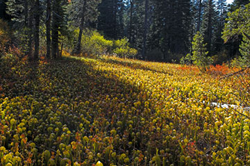 photo: field of carnivorous plants