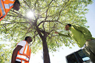 Photo: three men looking up into canopy of leafy tree